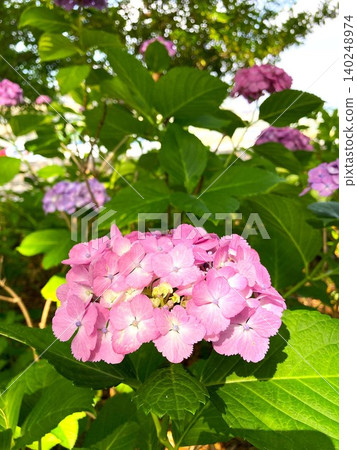 繡球花在陽光下盡情綻放 繡球花在陽光下盡情綻放 140248974