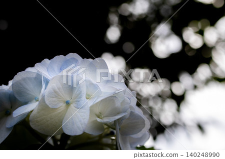 繡球花 - 美濃古堀群和光公園 繡球花 - 美濃古堀群和光公園 140248990