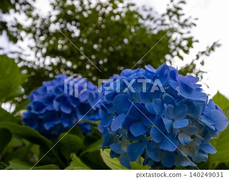 Hydrangeas - Mino Kofun Cluster Wako Park Hydrangeas - Mino Kofun Cluster Wako Park 140249031