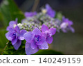 繡球花 - 美濃古堀群和光公園 140249159