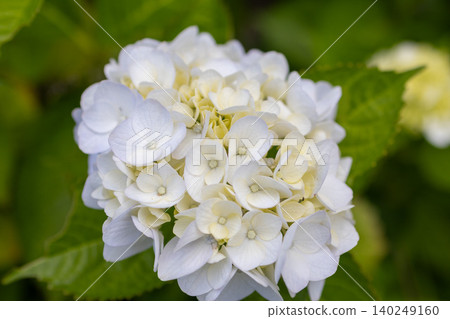 Hydrangeas - Mino Kofun Cluster Wako Park Hydrangeas - Mino Kofun Cluster Wako Park 140249160