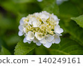 繡球花 - 美濃古堀群和光公園 140249161