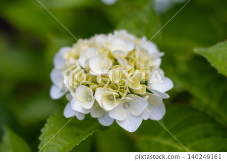 Hydrangeas - Mino Kofun Cluster Wako Park Hydrangeas - Mino Kofun Cluster Wako Park 140249161