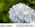 繡球花 - 美濃古堀群和光公園 140249163