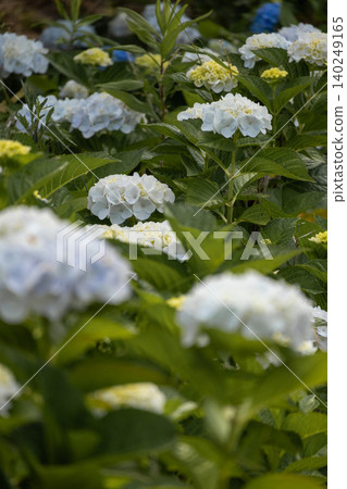 繡球花 - 美濃古堀群和光公園 繡球花 - 美濃古堀群和光公園 140249165