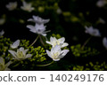 繡球花 - 美濃古堀群和光公園 140249176