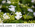 繡球花 - 美濃古堀群和光公園 140249177