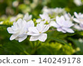 繡球花 - 美濃古堀群和光公園 140249178