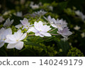 繡球花 - 美濃古堀群和光公園 140249179
