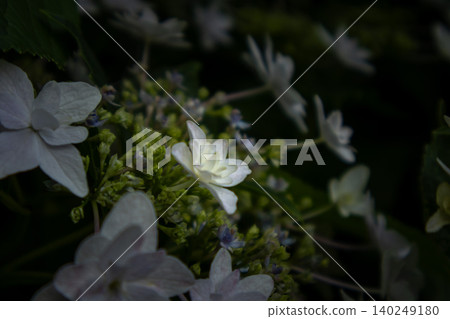 繡球花 - 美濃古堀群和光公園 繡球花 - 美濃古堀群和光公園 140249180