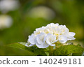 繡球花 - 美濃古堀群和光公園 140249181