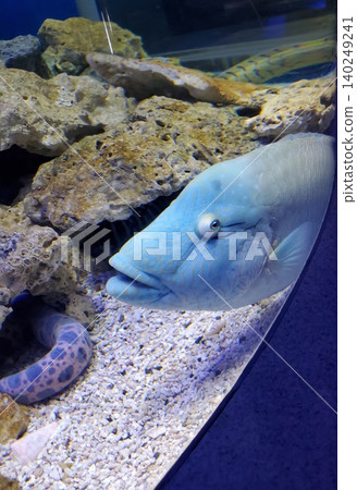 眼睛凸出的魚 眼睛凸出的魚 140249241
