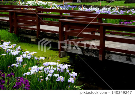 The iris of Yamadakeke Park The iris of Yamadakeke Park 140249247