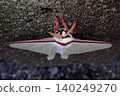 月蛾（Actias luna）- 春夜 1 140249270