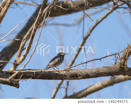 Starling on a branch Starling on a branch 140249371