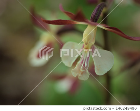 The delicate flowers of the Calanthe orchid bloomed in the shade in May. The delicate flowers of the Calanthe orchid bloomed in the shade in May. 140249490