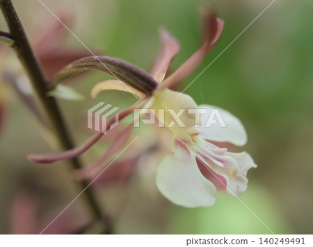The delicate flowers of the Calanthe orchid bloomed in the shade in May. 140249491