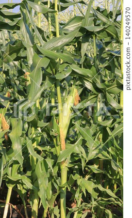 Maize before harvest Maize before harvest 140249570