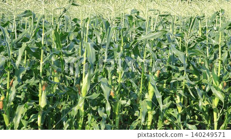 A vast expanse of cornfields A vast expanse of cornfields 140249571