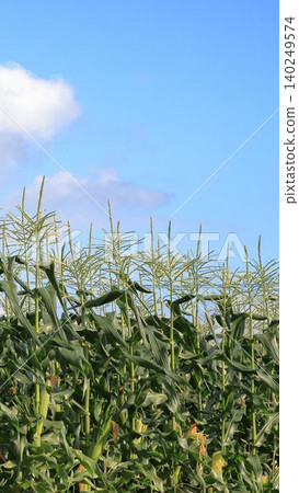 Corn before harvesting 140249574