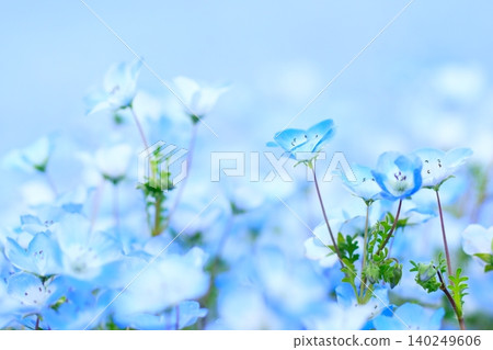 日立海濱公園的Nemophila 140249606