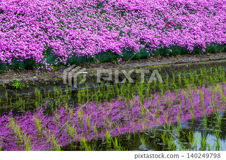 Carnations blooming all over the field 140249798