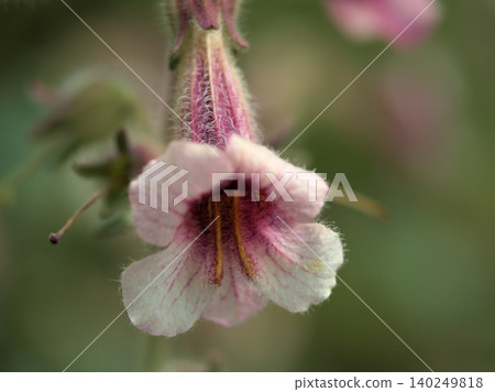 Pink Rehmannia flowers that bloomed in May Pink Rehmannia flowers that bloomed in May 140249818