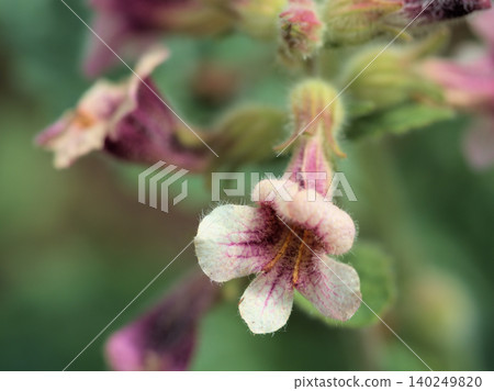 Pink Rehmannia flowers that bloomed in May Pink Rehmannia flowers that bloomed in May 140249820