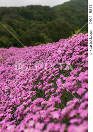 田野裡到處都是盛開的康乃馨。 田野裡到處都是盛開的康乃馨。 140249851