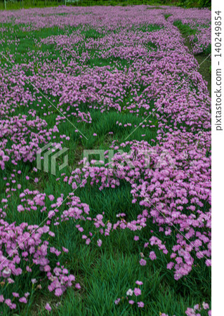 Carnations blooming all over the field Carnations blooming all over the field 140249854