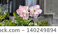 小花 140249894