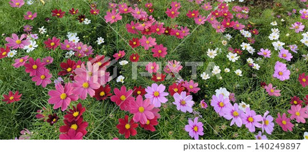 多彩的波斯菊領域 多彩的波斯菊領域 140249897