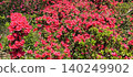 一大群紅色杜鵑花 140249902