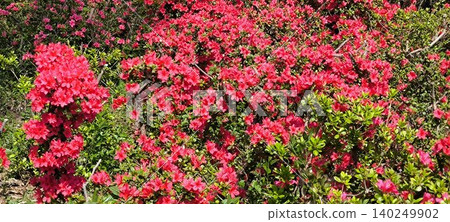 一大群紅色杜鵑花 一大群紅色杜鵑花 140249902
