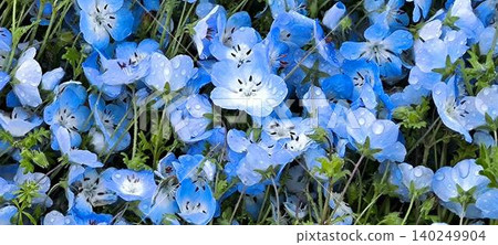 Lots of nemophila Lots of nemophila 140249904
