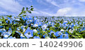 藍天和nemophila 140249906