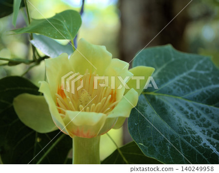 The lovely flowers of the tulip tree bloomed in May The lovely flowers of the tulip tree bloomed in May 140249958