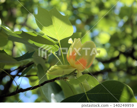 The lovely flowers of the tulip tree bloomed in May The lovely flowers of the tulip tree bloomed in May 140249959