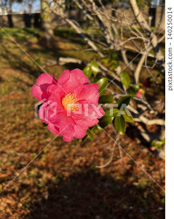 秋天,公園裡盛開著紅色的山茶花。 秋天,公園裡盛開著紅色的山茶花。 140250014