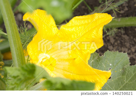 Bright Yellow Zucchini Blossom Closeup in Garden Bright Yellow Zucchini Blossom Closeup in Garden 140250021