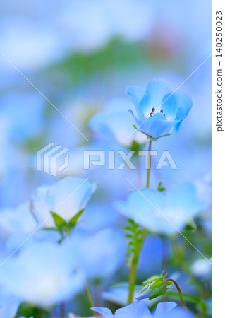 日立海濱公園的Nemophila 日立海濱公園的Nemophila 140250023