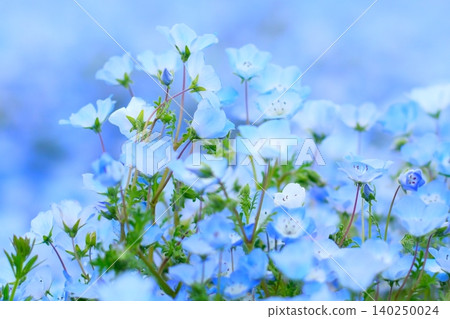 日立海濱公園的Nemophila 140250024