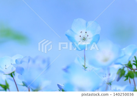 日立海濱公園的Nemophila 日立海濱公園的Nemophila 140250036