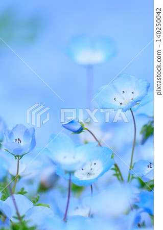 日立海濱公園的Nemophila 日立海濱公園的Nemophila 140250042