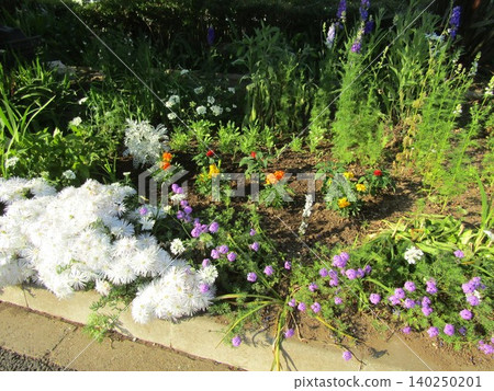 Verbena, Portulaca grandiflora, Marigold, Dusty Miller, Orlaya, 140250201