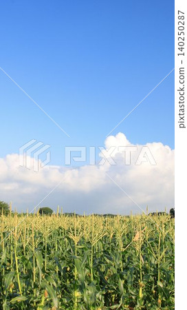 Cornfields ready for harvest Cornfields ready for harvest 140250287