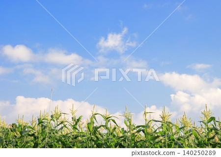 Blue sky and corn field Blue sky and corn field 140250289