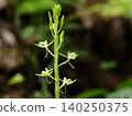 熊切草的花朵 140250375