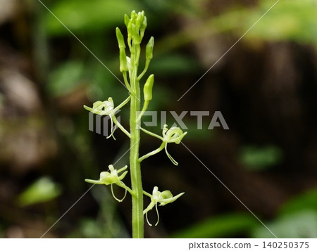 熊切草的花朵 140250375