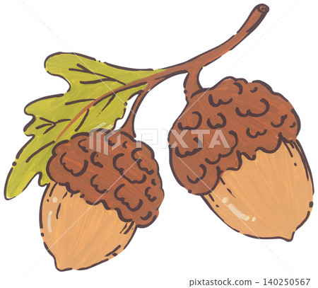 Hand Drawn Acorn Illustration Hand Drawn Acorn Illustration 140250567